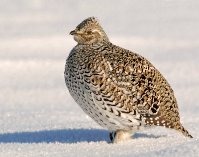 Grouse, Sharp-tailed