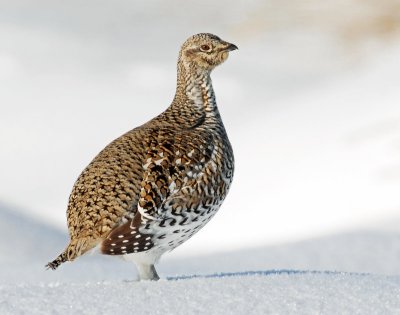 Grouse, Sharp-tailed--Howell