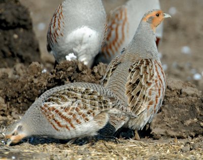 Partridge, Gray