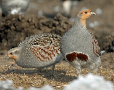 Partridge, Gray