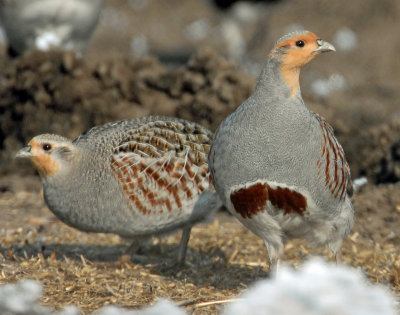 Partridge, Gray