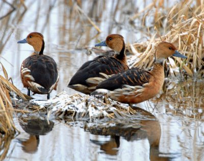 Ducks, Folvous-whistling