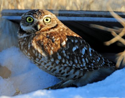Owl, Burrowing (AI)
