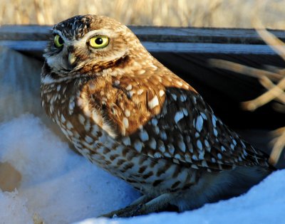 Owl, Burrowing