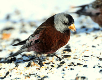 Rosy-Finches, Gray-crowned