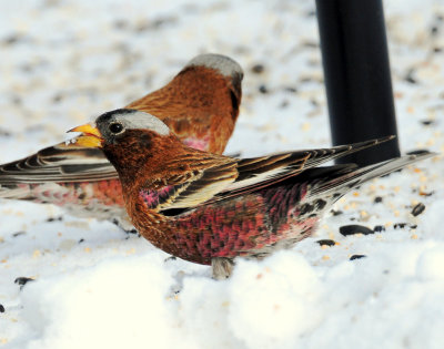 Rosy-Finches, Gray-crowned