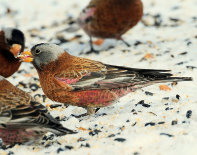 Rosy-Finches, Gray-crowned