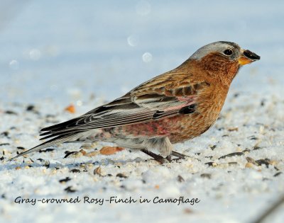 Rosy-Finches, Gray-crowned