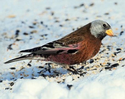 Rosy-Finches, Gray-crowned