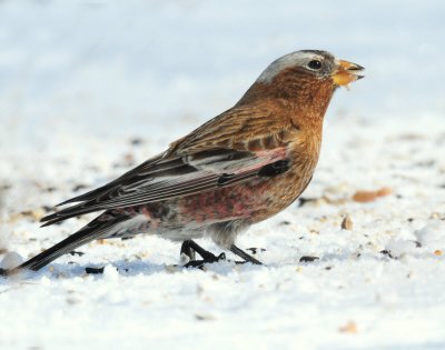 Rosy-Finch, Gray-crowned