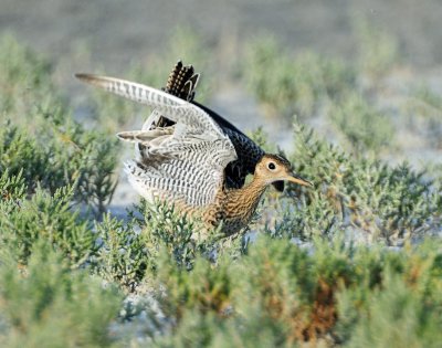 Sandpiper, Upland