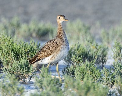 Sandpiper, Upland