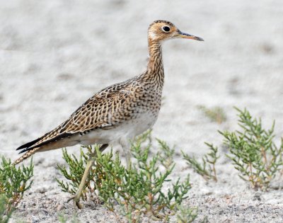 Sandpiper, Upland