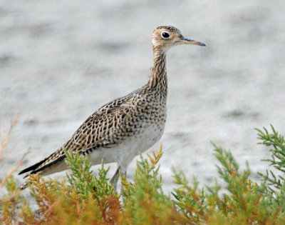 Sandpiper, Upland