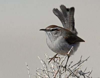 Wren, Bewick's