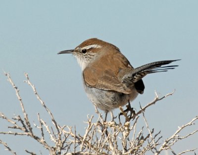 Wren, Bewick's