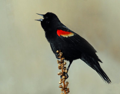 Blackbird Red-winged