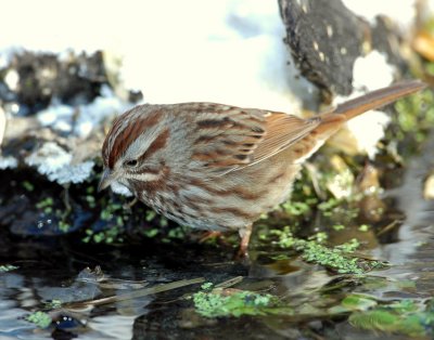 Sparrow, Song