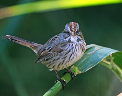 Sparrow, Song