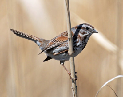 Sparrow, Song