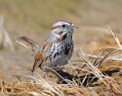 Sparrow, Song