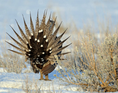 Grouse, Greater Sage