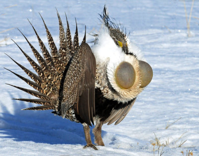 Grouse, Greater  Sage