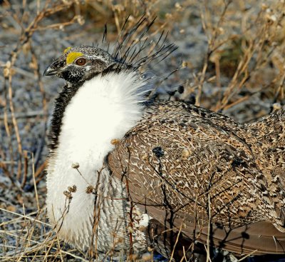 Grouse, Greater Sage