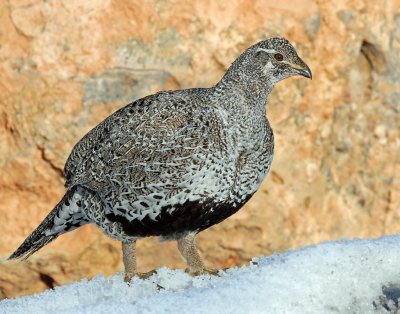 Grouse, Greater Sage (Female)