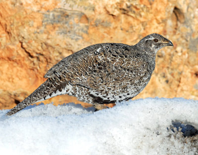 Grouse, Greater Sage (Female)