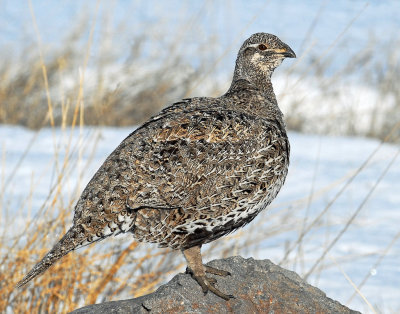 Grouse, Greater Sage (Female)