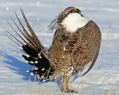 Grouse, Greater Sage