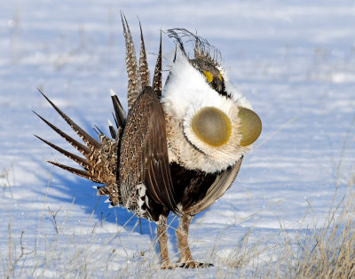 Grouse, Greater Sage