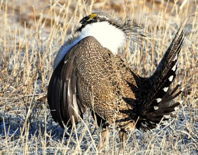 Grouse, Greater Sage