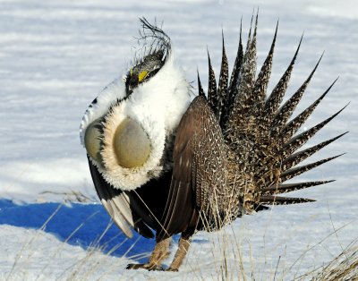 Grouse, Greater Sage