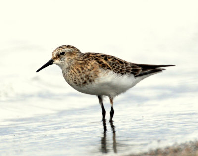 Sandpipers, Bairds