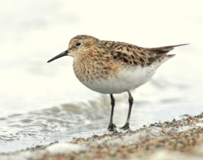 Sandpipers, Bairds