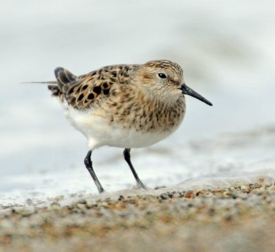 Sandpiper, Baird's