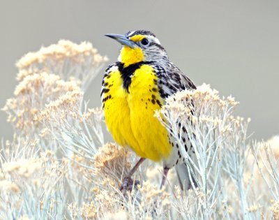 Meadowlark Western D-040.jpg