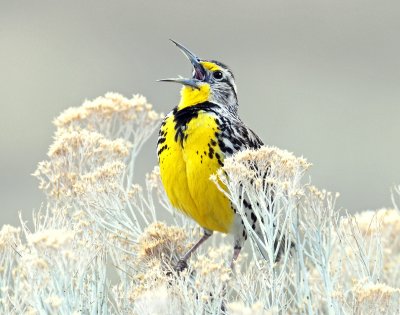 Meadowlark Western D-044.jpg