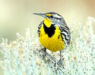 Meadowlark, Western