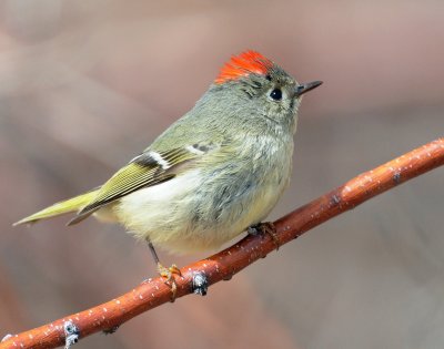 Kinglet, Ruby-crowned