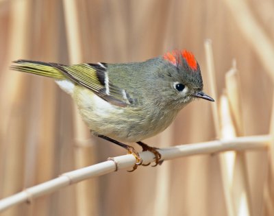 Kinglet, Ruby-crowned (4-3-2010)