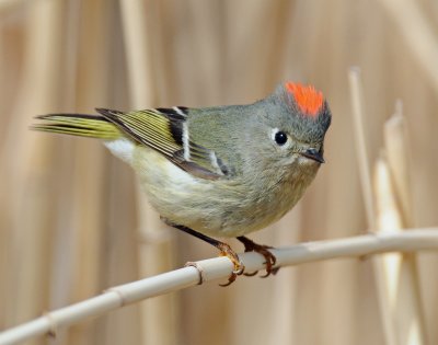 Kinglet, Ruby-crowned