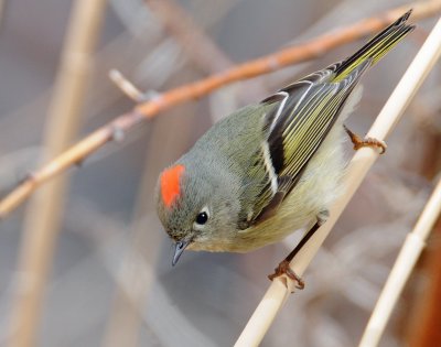 Kinglet, Ruby-crowned