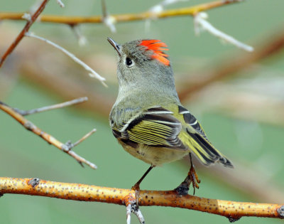 Kinglet, Ruby-crowned