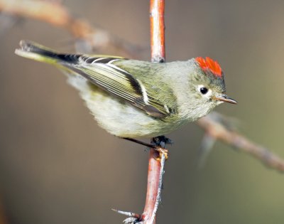 g3/14/728114/3/123278212.eIZ973f4.jpg