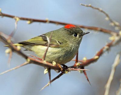 Kinglet, Ruby-crowned