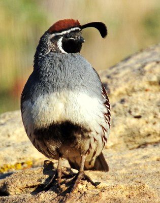 Quail, Gambel's