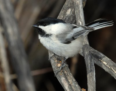 Chickadee, Black-capped